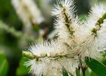 Nioli yağının faydaları nelerdir? Nioli yağı idrar yolu enfeksiyonuna iyi gelir mi?