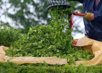 Rize 2 ayda çay ihracatından 1,3 milyon dolar kazandı