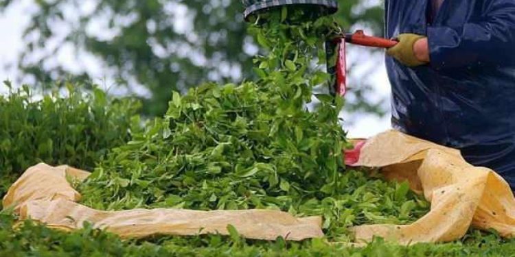 Rize 2 ayda çay ihracatından 1,3 milyon dolar kazandı