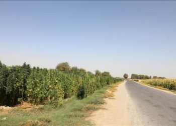 Taliban, Afganistan’da kenevir ekimini yasakladı