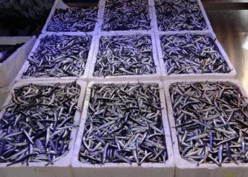 Uzmanlardan “1 yıl hamsi avlanmasın” önerisi