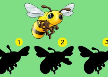 Yüksek dikkat gerektiren zekâ testi: Resimdeki arının doğru gölgesini 24 saniye içerisinde bulabilir misiniz?